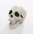 Halloween Simulation Human Plastic Skull Skeleton