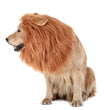 New Halloween Pet Wig Funny Lion Head Suit