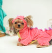 Pet Dog Funny Halloween Dinosaur Transformation Costume