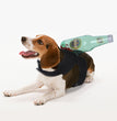 Creative Halloween Tricks For Cats And Dogs