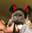 Creative Pet Funny Halloween Hood Hat