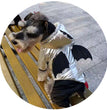 Halloween Funny Bat Silver Pet Cotton Coat