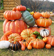 Fashion Halloween Pumpkin Decoration Large-scale Scene Layout Simulation